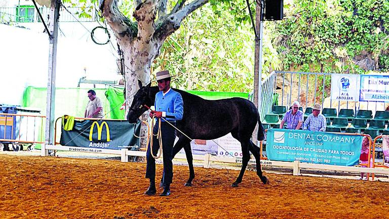 Anducab, la gran cita para los amantes del caballo Anducab, la gran cita para los amantes del caballo