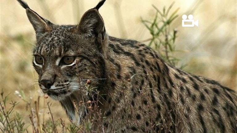 Así ha sido la suelta de dos linces en Guarrizas Así ha sido la suelta de dos linces en Guarrizas