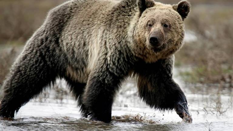 Muere un joven de 18 años tras ser atacado por un oso en Alaska Muere un joven de 18 años tras ser atacado por un oso en Alaska