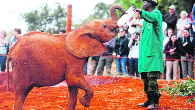 Cariño y protección a las crías de elefante Cariño y protección a las crías de elefante
