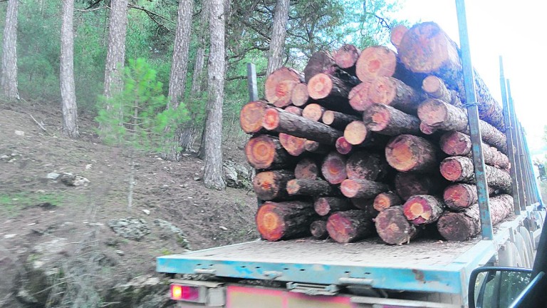 Saca de madera y biomasa en Segura para prevenir incendios