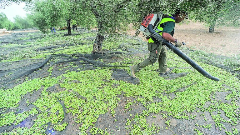 Vilches cede una finca de 150 olivos a una familia necesitada