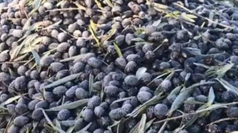 Aceituna escarchada sobre los mantones Aceituna escarchada sobre los mantones