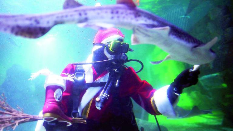 El buzo Santa Claus, como pez en el agua El buzo Santa Claus, como pez en el agua