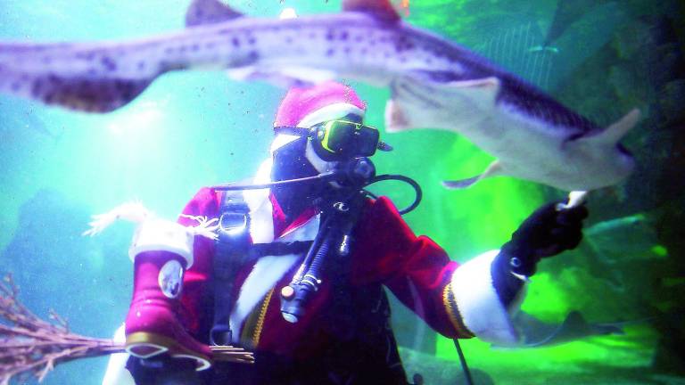 El buzo Santa Claus, como pez en el agua