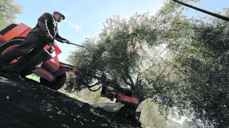 La aceituna recorta personal y prescinde de 7.800 jornaleros La aceituna recorta personal y prescinde de 7.800 jornaleros