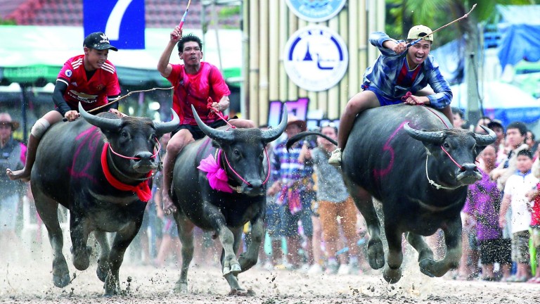 Los búfalos más rápidos corren en Tailandia