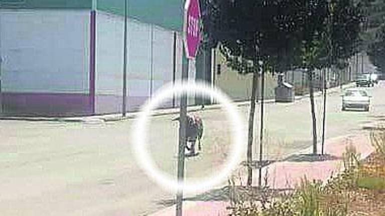 Un toro se escapa de un cajón y recorre las calles de Vilches Un toro se escapa de un cajón y recorre las calles de Vilches