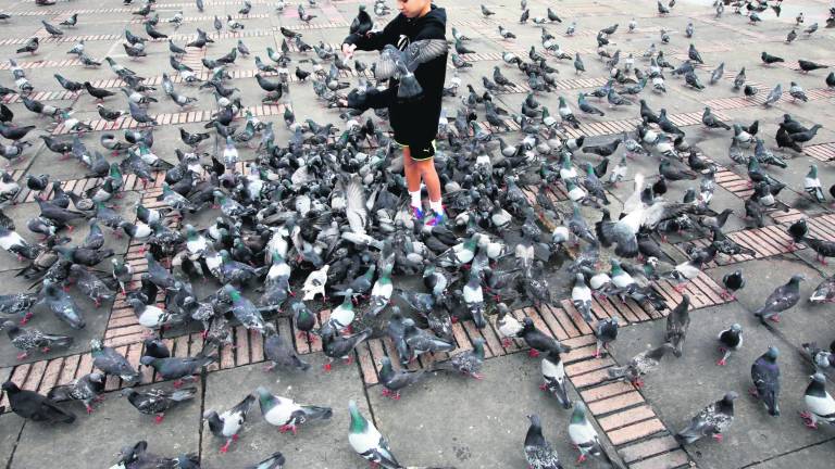 Rodeado de palomas en la Plaza de Bolívar Rodeado de palomas en la Plaza de Bolívar