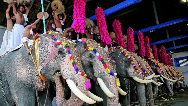 La psicodelia llega al mundo de los elefantes