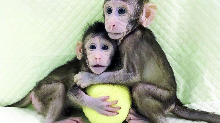 Monos clonados, ¿seguirán los humanos?