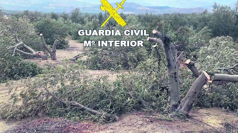 “Vandalismo” con motosierra en 80 olivos y 25 plantones “Vandalismo” con motosierra en 80 olivos y 25 plantones