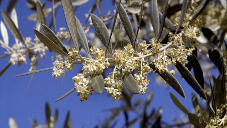 El polen del olivo vuelve a situarse en nivel extremo