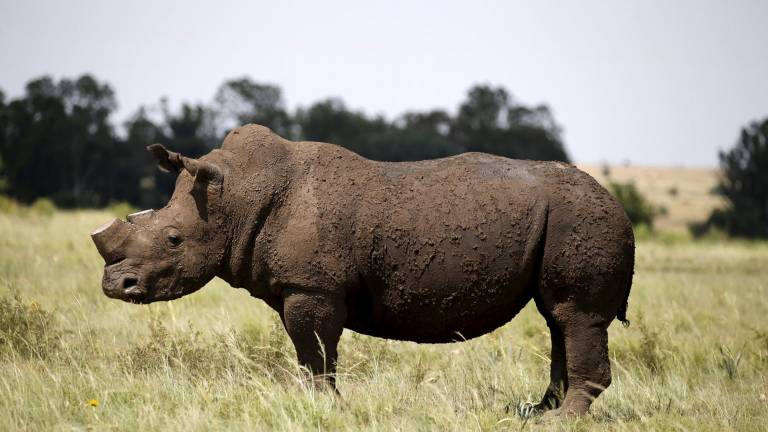 Unos cuernos menos, un ejemplar de rinoceronte más Unos cuernos menos, un ejemplar de rinoceronte más