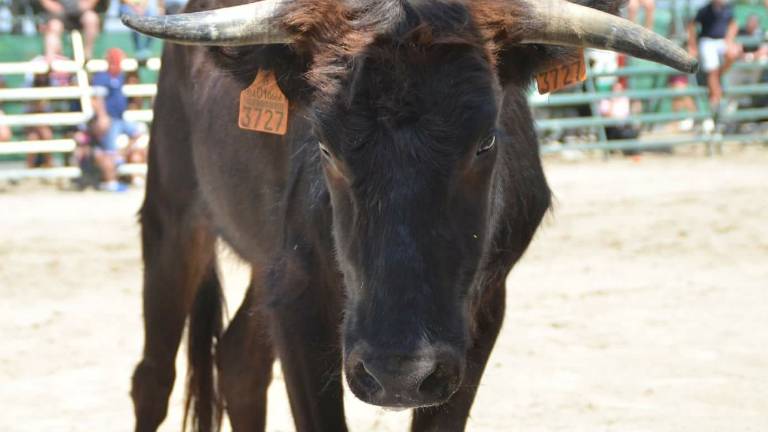 Espectaculares estampas taurinas