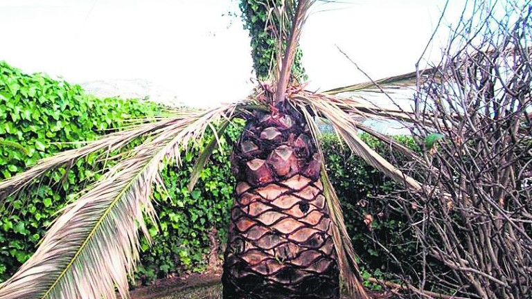 Las palmeras de Jabalcuz, en peligro por el picudo rojo