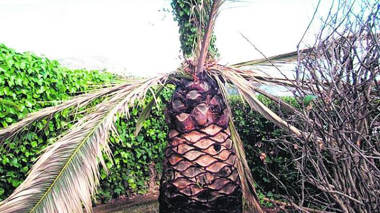 Las palmeras de Jabalcuz, en peligro por el picudo rojo Las palmeras de Jabalcuz, en peligro por el picudo rojo