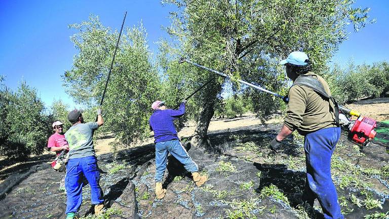 La provincia aporta el 18,7% del aceite en la cosecha internacional La provincia aporta el 18,7% del aceite en la cosecha internacional