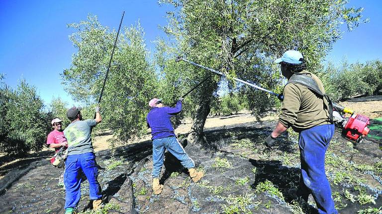 La provincia aporta el 18,7% del aceite en la cosecha internacional