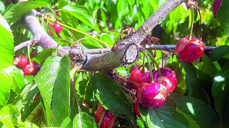 El granizo provoca severos daños a la cereza temprana El granizo provoca severos daños a la cereza temprana