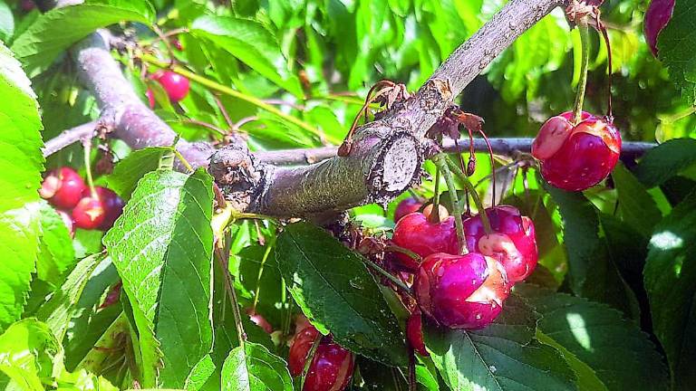 El granizo provoca severos daños a la cereza temprana