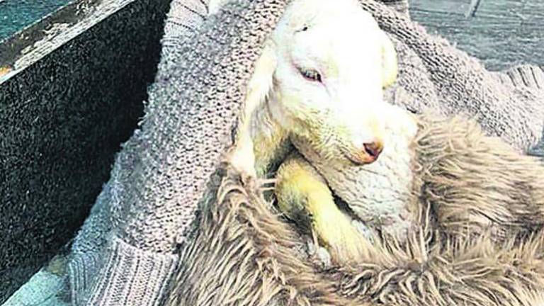 Abandonan una cría de oveja en el centro urbano Abandonan una cría de oveja en el centro urbano