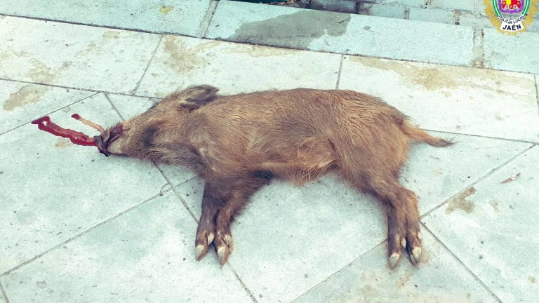 Aparece una cría de jabalí muerta en el Bulevar