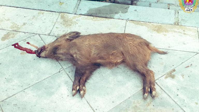 Aparece una cría de jabalí muerta en el Bulevar Aparece una cría de jabalí muerta en el Bulevar