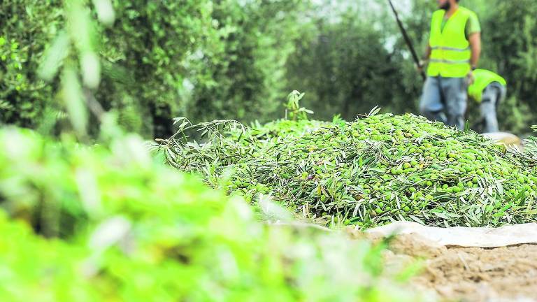 Las fábricas de aceite abren en el puente más aceitunero Las fábricas de aceite abren en el puente más aceitunero