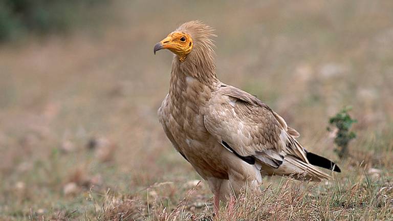 El descenso de las rapaces