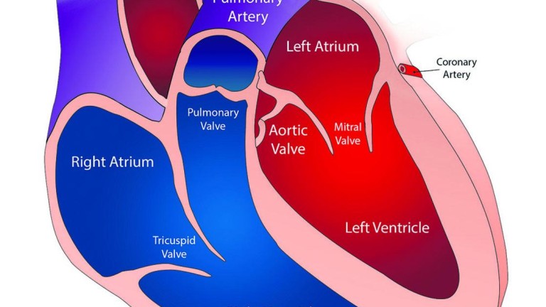 Factores clave de malformaciones cardíacas