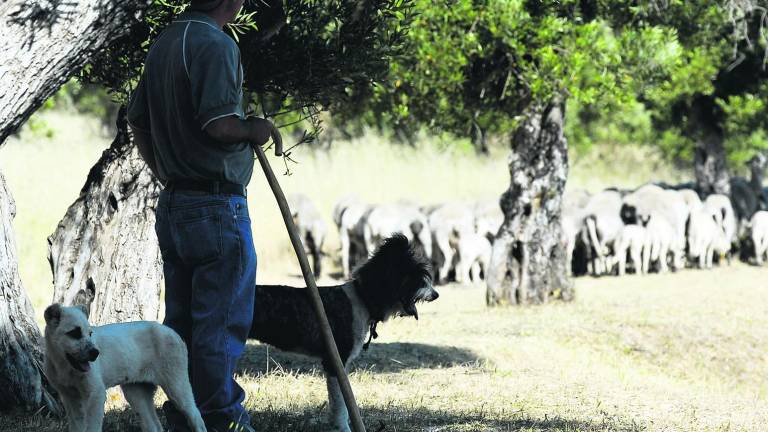 Los pastores “rejuvenecen” con la huida del desempleo Los pastores “rejuvenecen” con la huida del desempleo