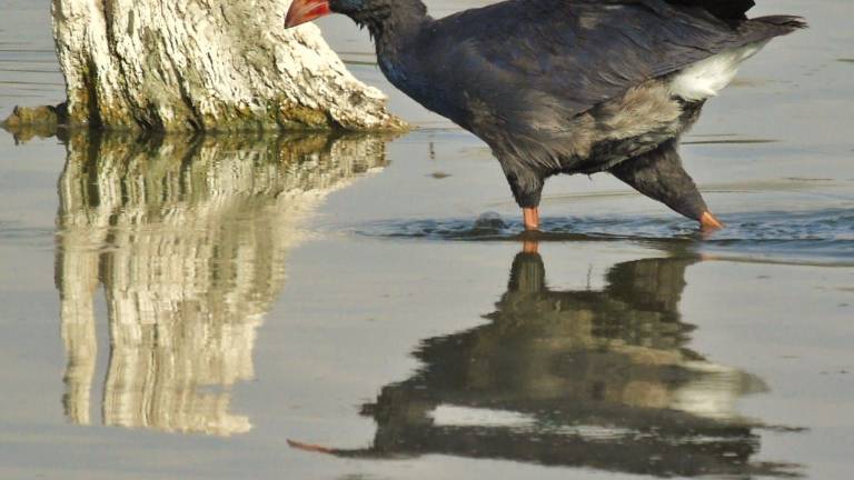 La necesidad de conservar un ecosistema vital La necesidad de conservar un ecosistema vital