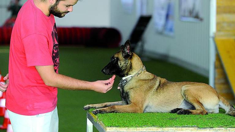 Las mascotas también tienen vacaciones