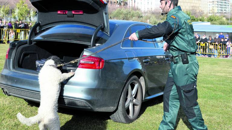 Las Fuerzas de Seguridad exhiben su “poderío canino”