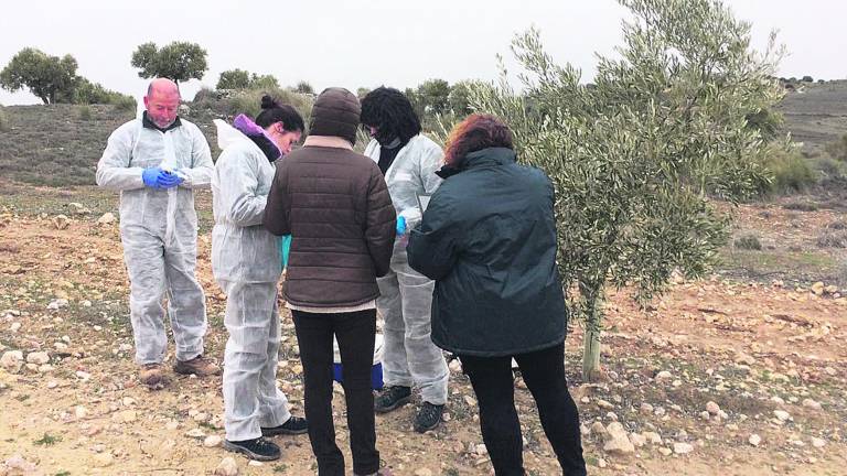 La Xylella aparece en El Ejido y siembra el pánico en los olivares La Xylella aparece en El Ejido y siembra el pánico en los olivares