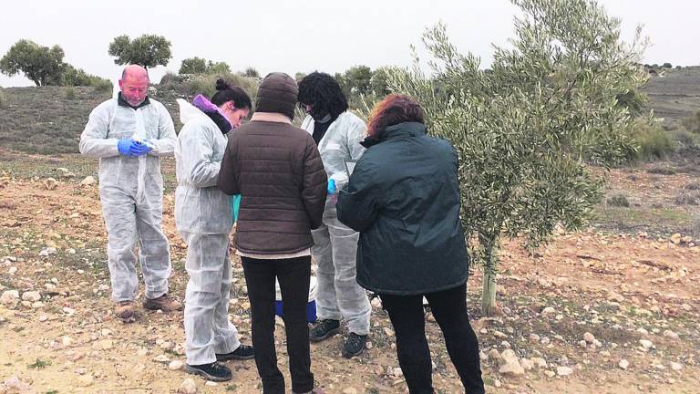 La Xylella aparece en El Ejido y siembra el pánico en los olivares