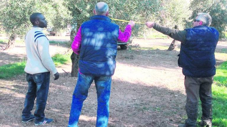 Sudor negro en el olivar Sudor negro en el olivar