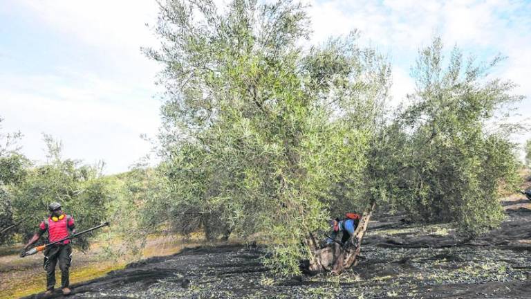 Sudor negro en el olivar