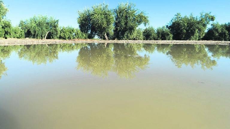 La próxima campaña de riego en el olivar depende del cielo