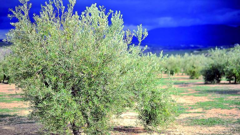 El fantasma del insecto de la Xylella causa terror