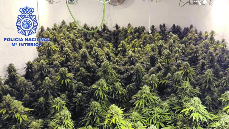 Desmantelado un invernadero para el cultivo de marihuana