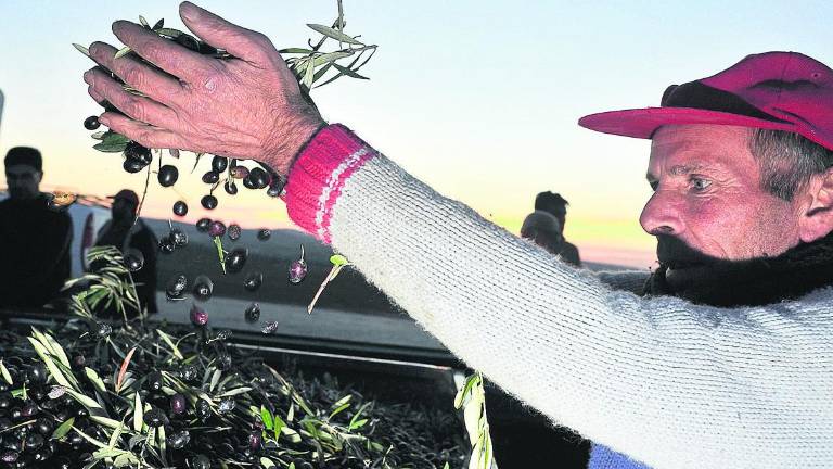El jornal aceitunero sube 70 céntimos hasta los 51,77 euros El jornal aceitunero sube 70 céntimos hasta los 51,77 euros