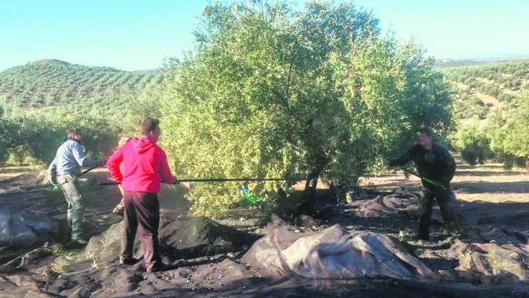 Descontento por la menor producción en los olivares