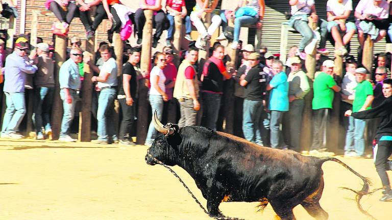 Beas de Segura se prepara para festejar a San Marcos Beas de Segura se prepara para festejar a San Marcos
