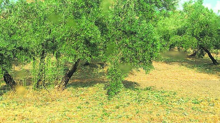 Preocupación por el efecto de las tormentas en el olivar