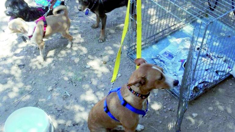 Proceso para adjudicar el servicio de recogida de perros Proceso para adjudicar el servicio de recogida de perros