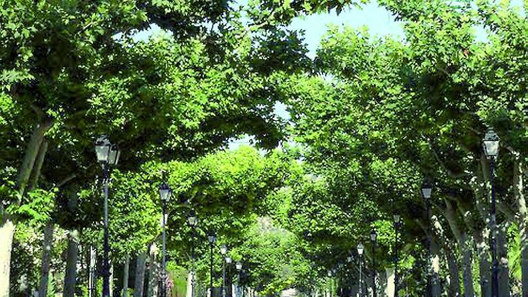 Nueva imagen para el parque y el recinto de La Rosaleda