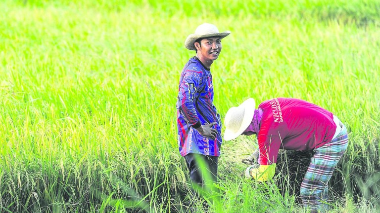 El cultivo de arroz, piedra angular de la economía en el Jaén filipino
