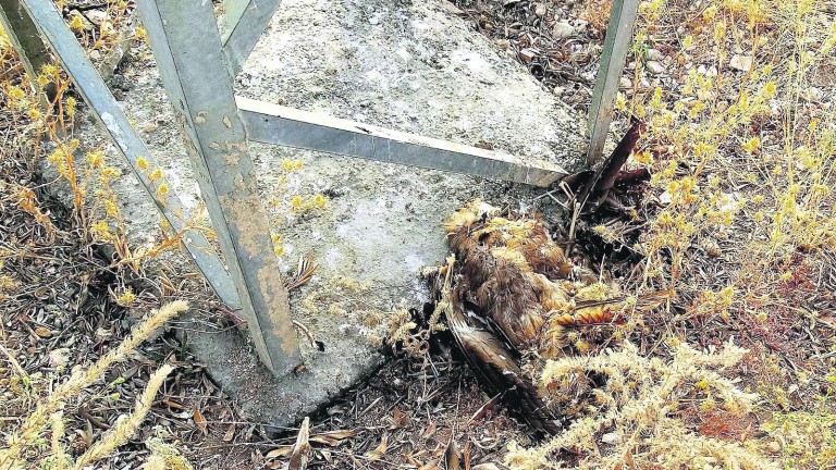 Más de 50 aves fallecen electrocutadas en el vertedero